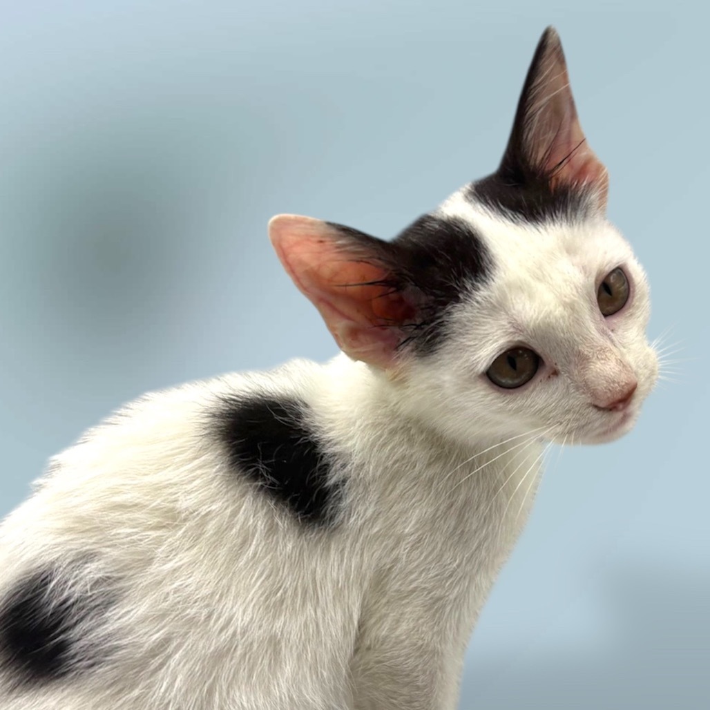 Elvis, an adoptable Domestic Short Hair in Rio Grande, PR, 00745 | Photo Image 1