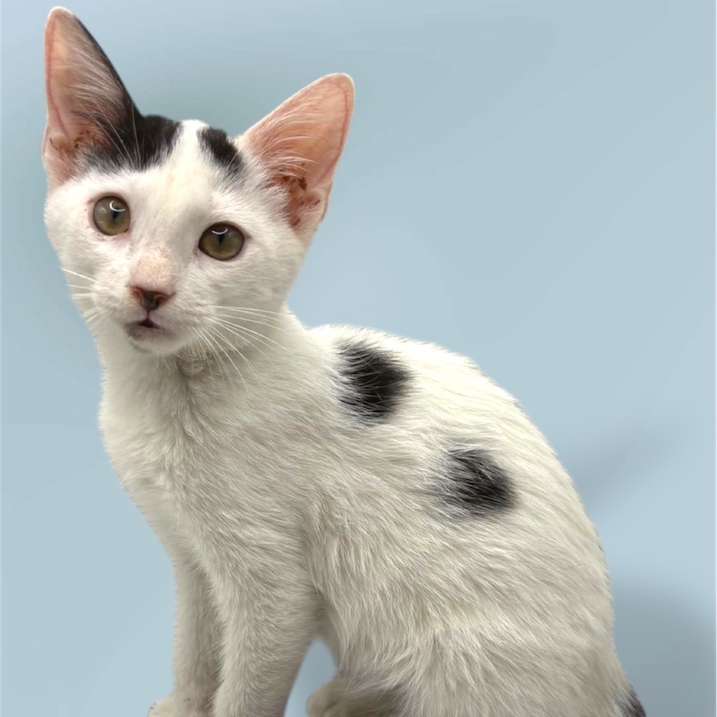 Dinah, an adoptable Domestic Short Hair in Rio Grande, PR, 00745 | Photo Image 1