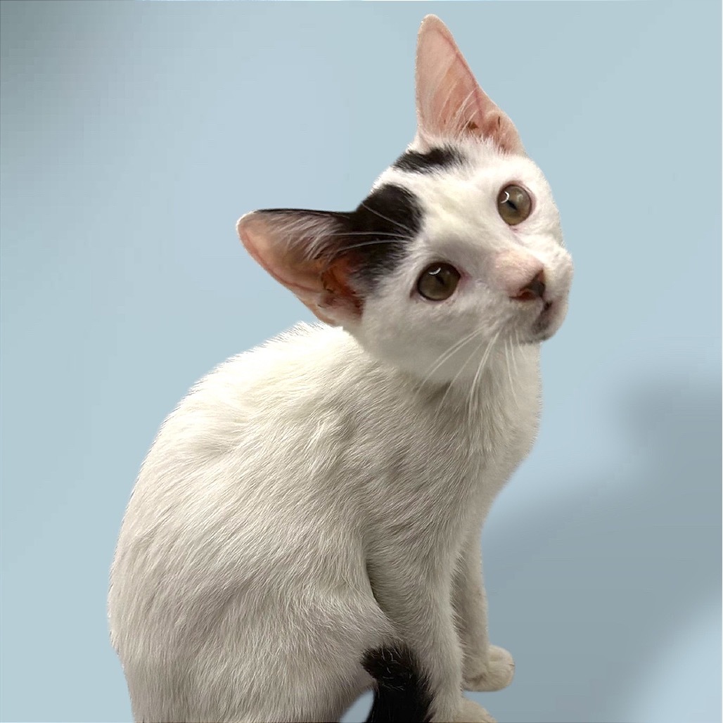 Calvin, an adoptable Domestic Short Hair in Rio Grande, PR, 00745 | Photo Image 1