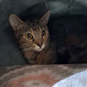 Haku, Young Female unknown