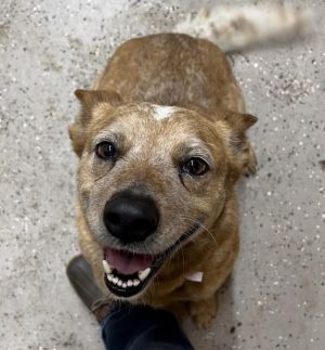 Strudel, Adult Female unknown