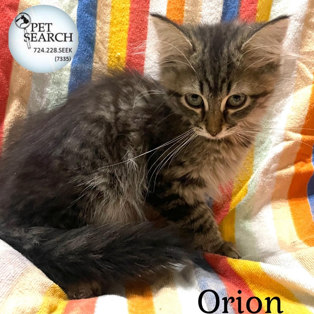Orion