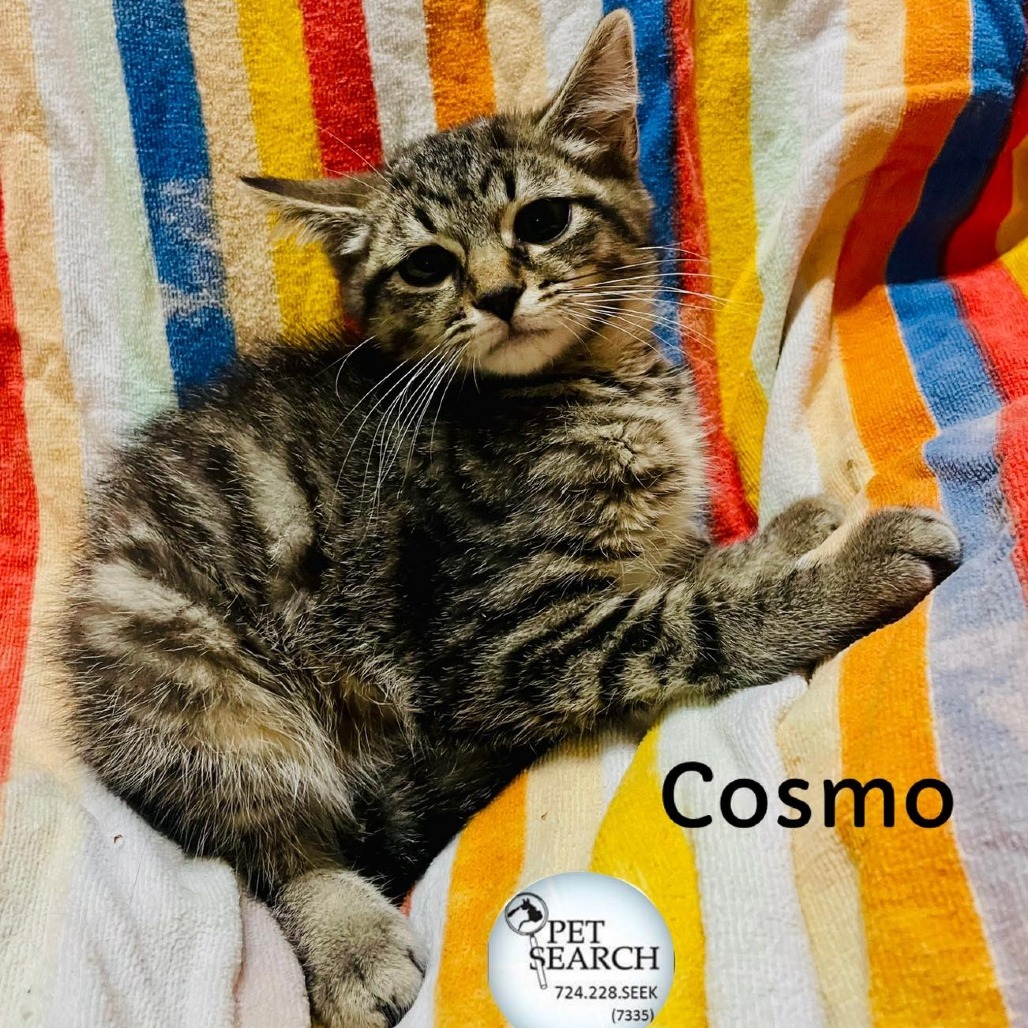 Cosmo