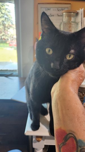 Oscar, Young Male unknown
