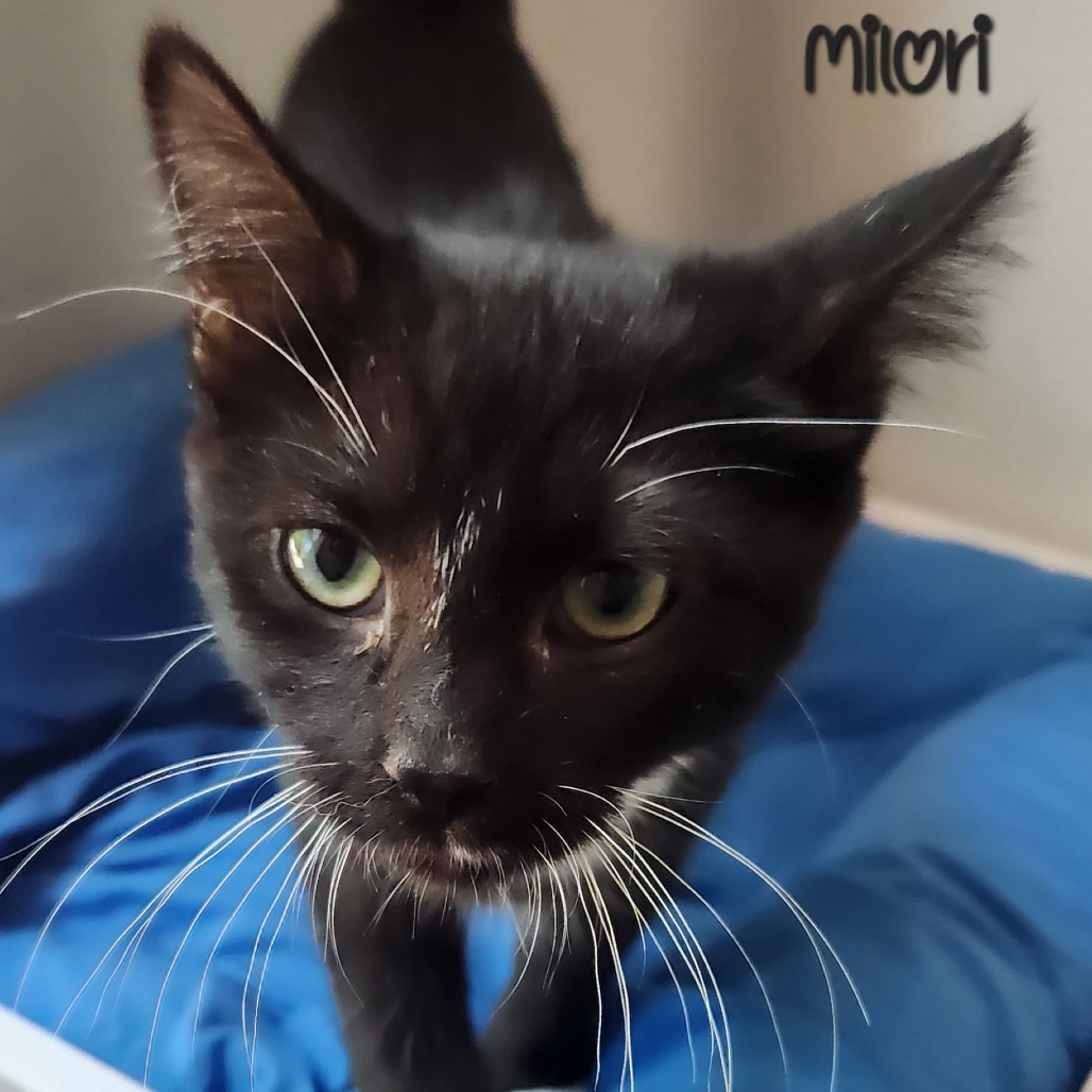 Milori