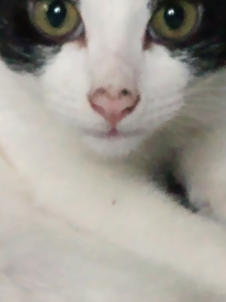 Travolta
