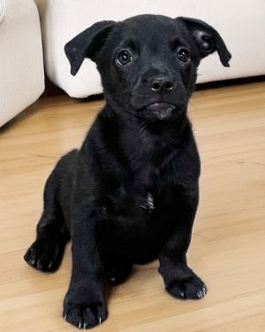 Photo of Coal