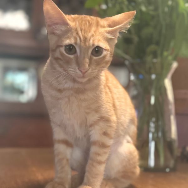 Ginger