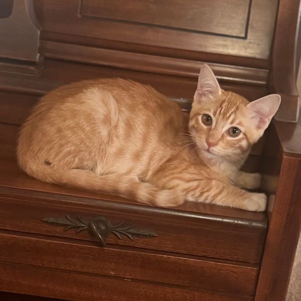 Ginger thumbnail 2