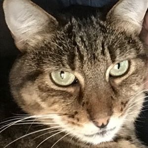 Rosie, Senior Female unknown