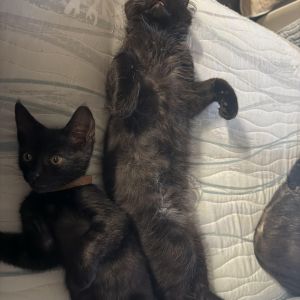 Is a very precious energetic kittenwill definitely need another young kitten co