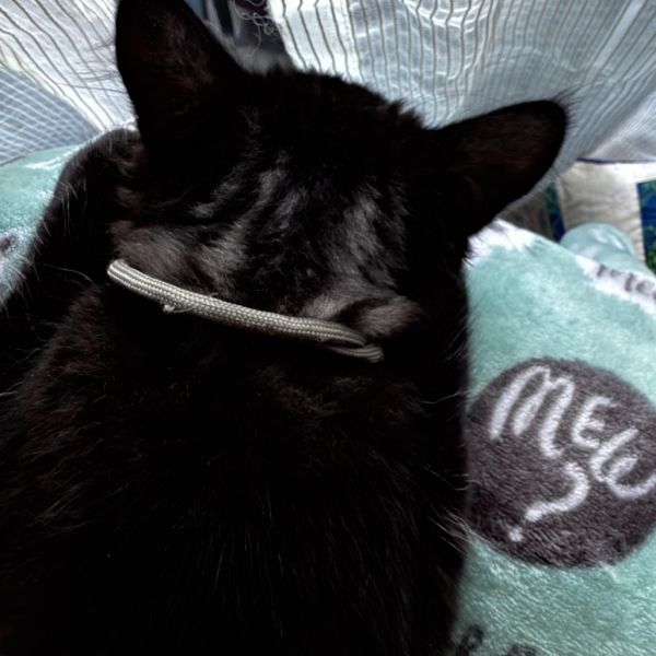 Smokey thumbnail 3