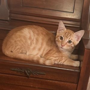 Meet Fred Astaire - Your Purr-fect Dance Partner in Life This dazzling orange b