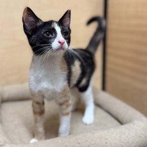 Penelope, Baby Female unknown