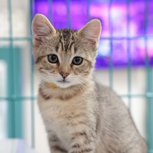 Peanut Domestic Short Hair Cat
