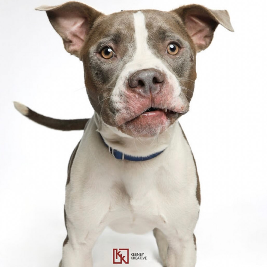 Ceasar*my adoption fee has been partially sponsored*