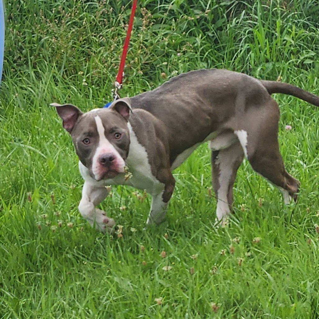 Ceasar*my adoption fee has been partially sponsored*