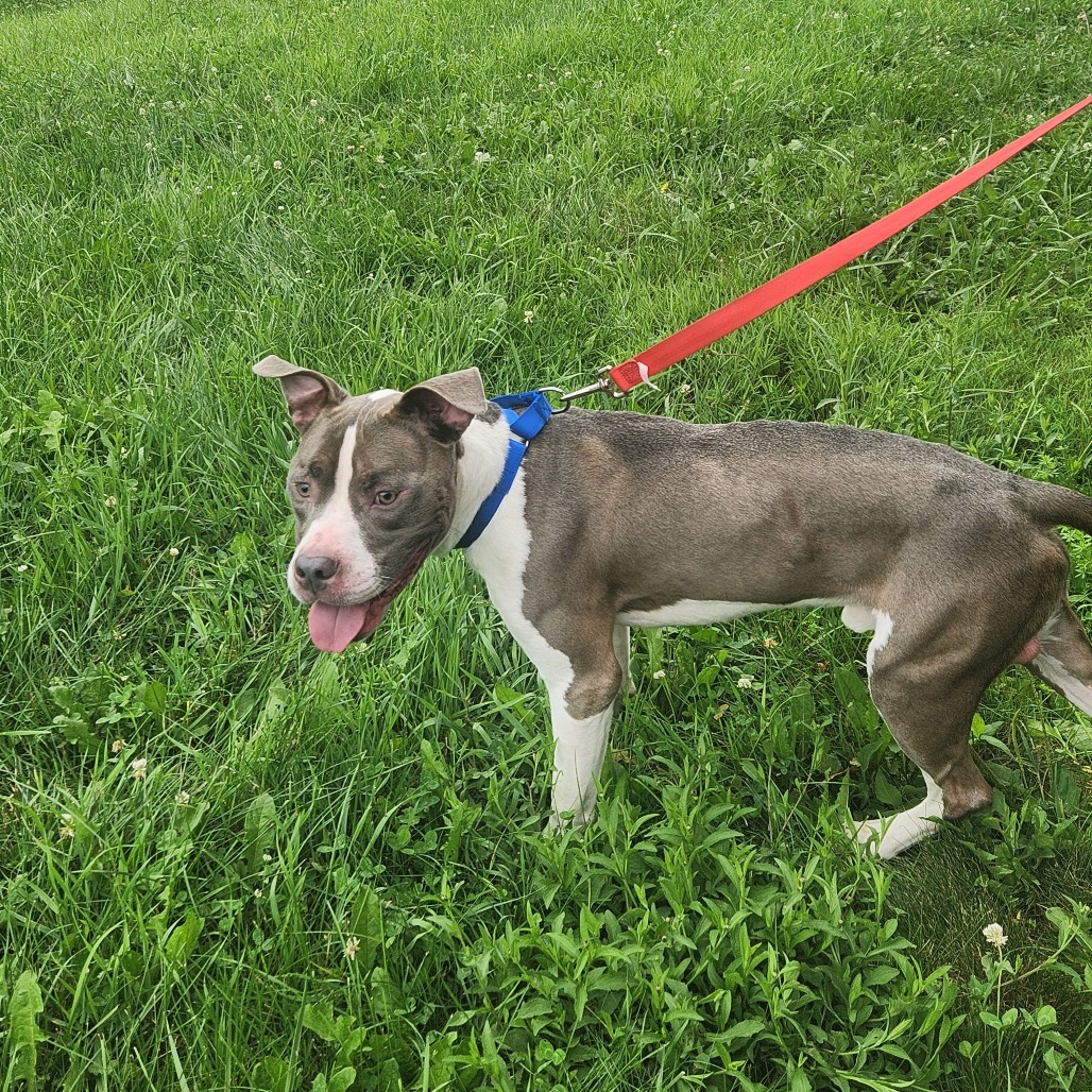 Ceasar*my adoption fee has been partially sponsored*