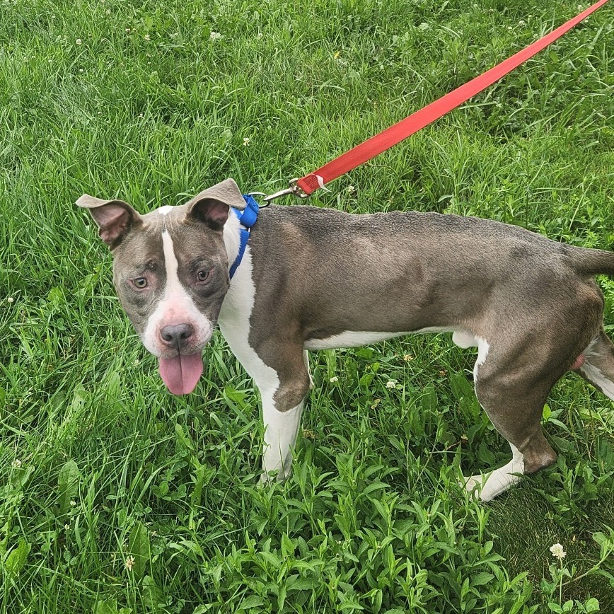 Ceasar*my adoption fee has been partially sponsored*