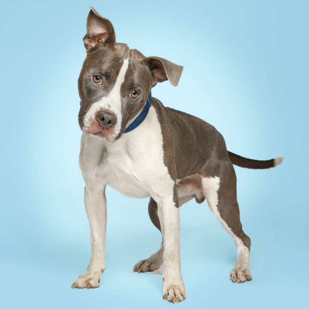 Ceasar*my adoption fee has been partially sponsored*