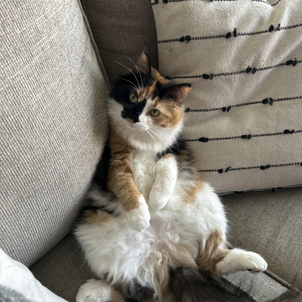 Cici