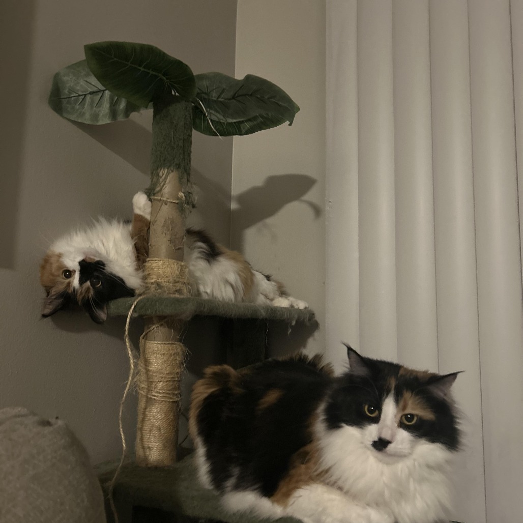 Cici