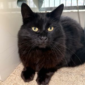 Pepper, Senior Male unknown