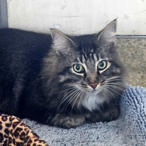 Joey, Senior Male unknown