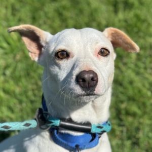 Hi there My name is Chanel and Im at the Santa Maria Campus Im a 3 year old Female Labrador
