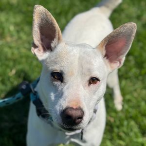 Hi there My name is Polar and Im at the Santa Maria Campus Im a 3 year old Male Labrador
