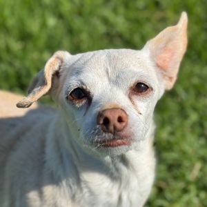 Hi there My name is Pretty and Im at the Santa Maria Campus Im a 12 year old female Chihuahua