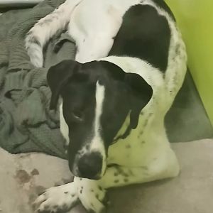 Harvey German Wirehaired Pointer Dog