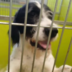 Tweedle German Wirehaired Pointer Dog