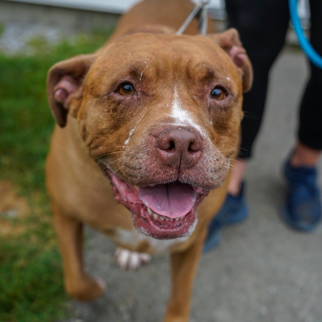 Cali, an adoptable Pit Bull Terrier, Mixed Breed in Thomaston, ME, 04861 | Photo Image 1