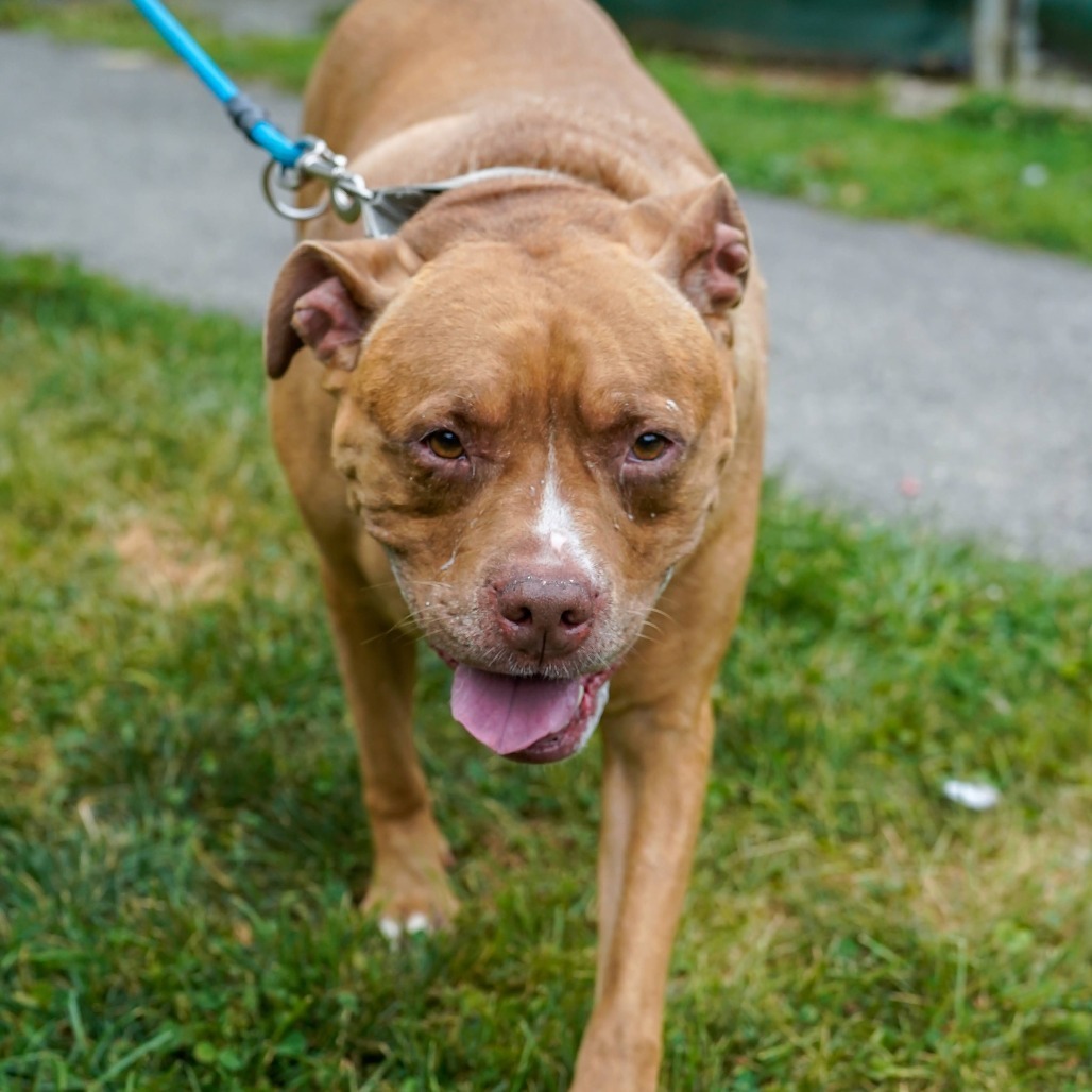 Cali, an adoptable Pit Bull Terrier, Mixed Breed in Thomaston, ME, 04861 | Photo Image 2