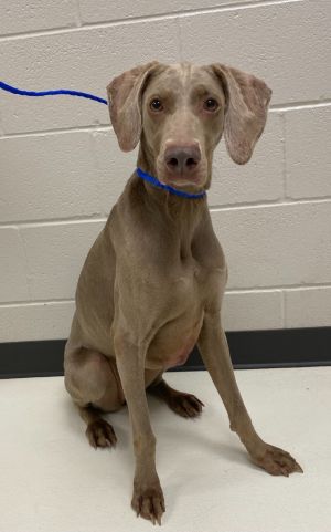 Update 7-14-25 from Dakotas foster mom Dakota met her foster brothers and several other Weims and 
