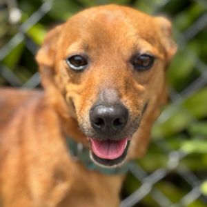 Arthur AIR-Stray-12126, Adult Male unknown