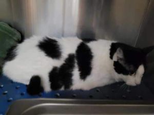 Sugar Bear, Senior Male unknown