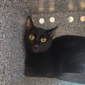 Kitty, Adult Female unknown