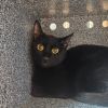 Kitty photo 1