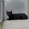 Kitty photo 3