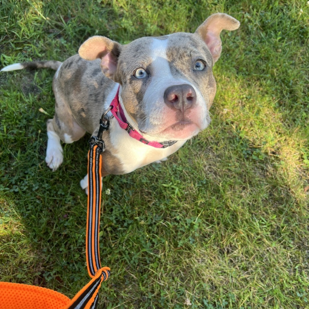 Tara