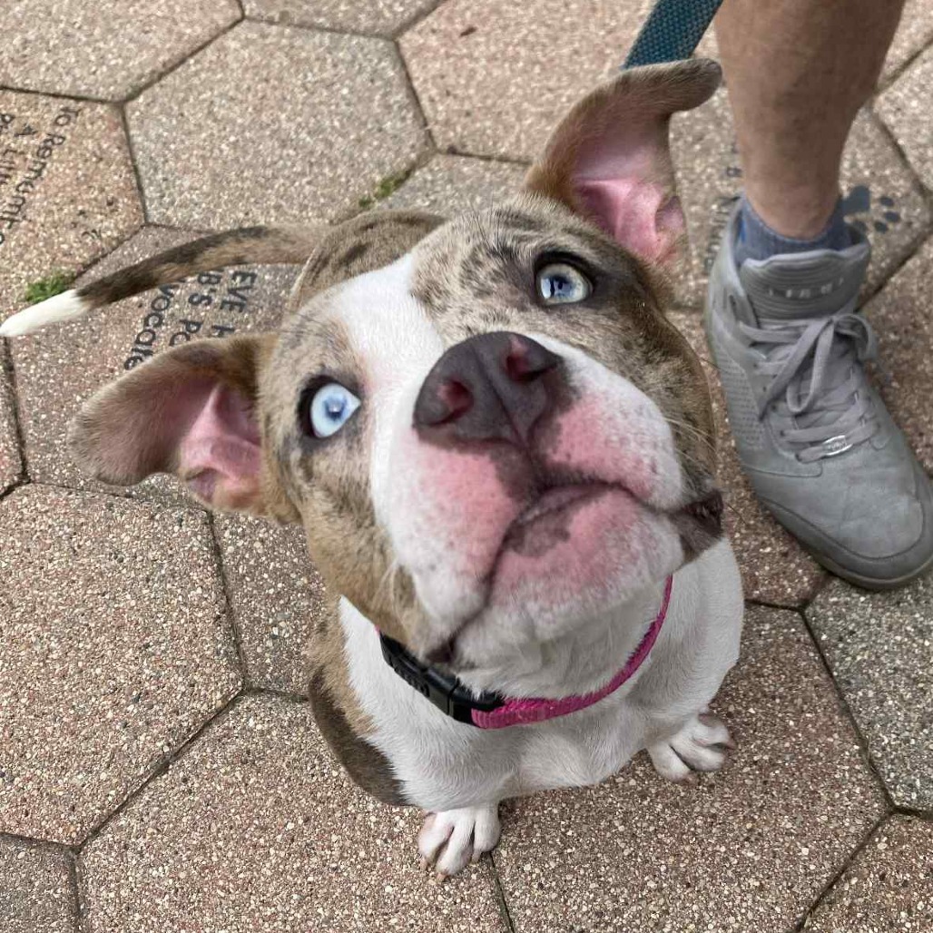 Tara