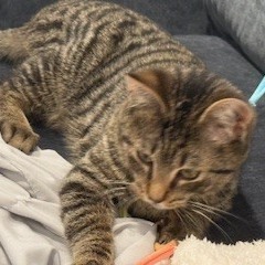Cooper