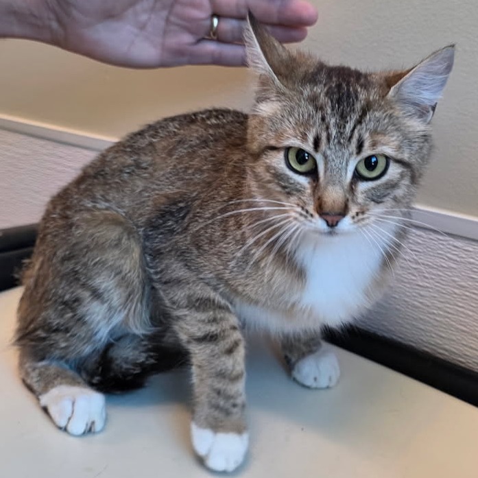 NAWC-Stray-58155, an adoptable Domestic Short Hair in Bend, OR, 97702 | Photo Image 1