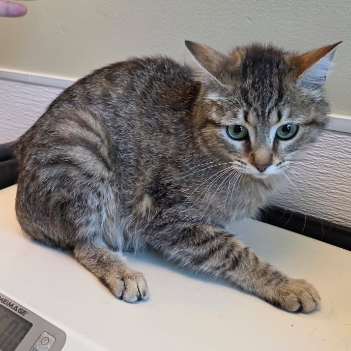 NAWC-Stray-58156, an adoptable Domestic Short Hair in Bend, OR, 97702 | Photo Image 1