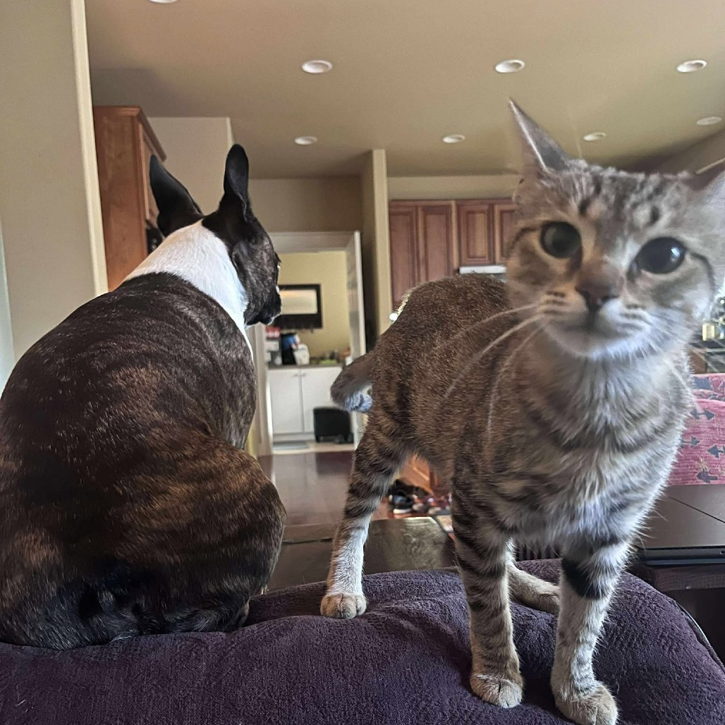 NAWC-Stray-58156, an adoptable Domestic Short Hair in Bend, OR, 97702 | Photo Image 1