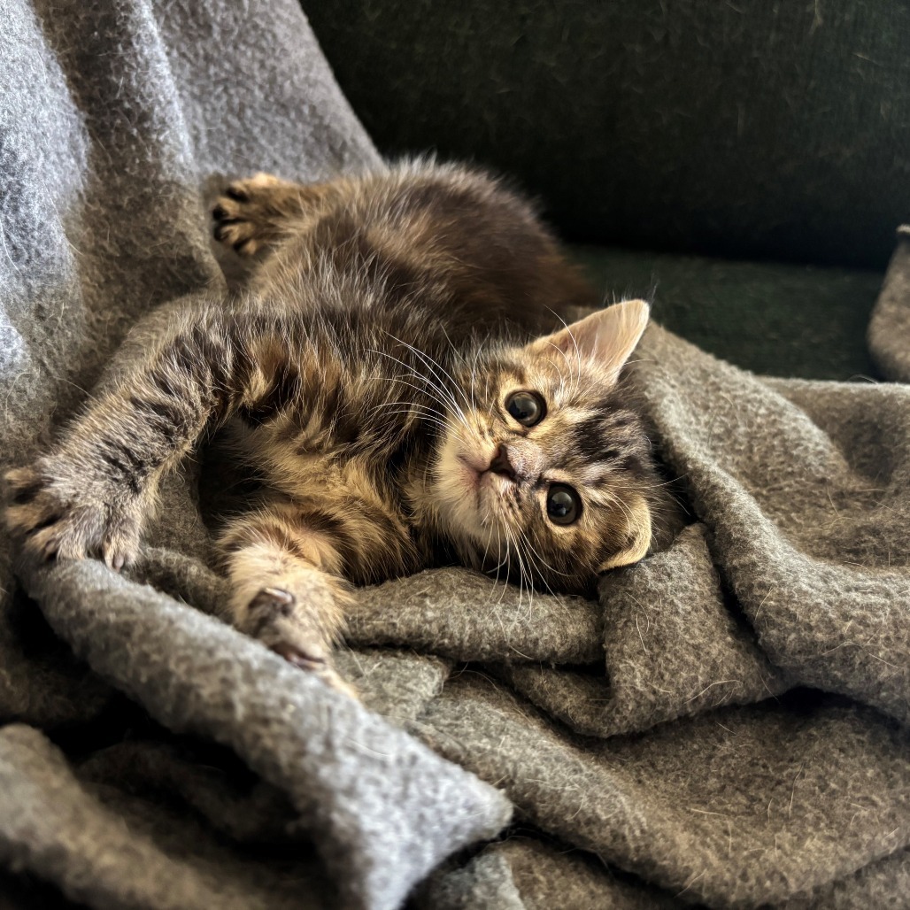 Simard, an adoptable American Shorthair in Bend, OR, 97702 | Photo Image 1