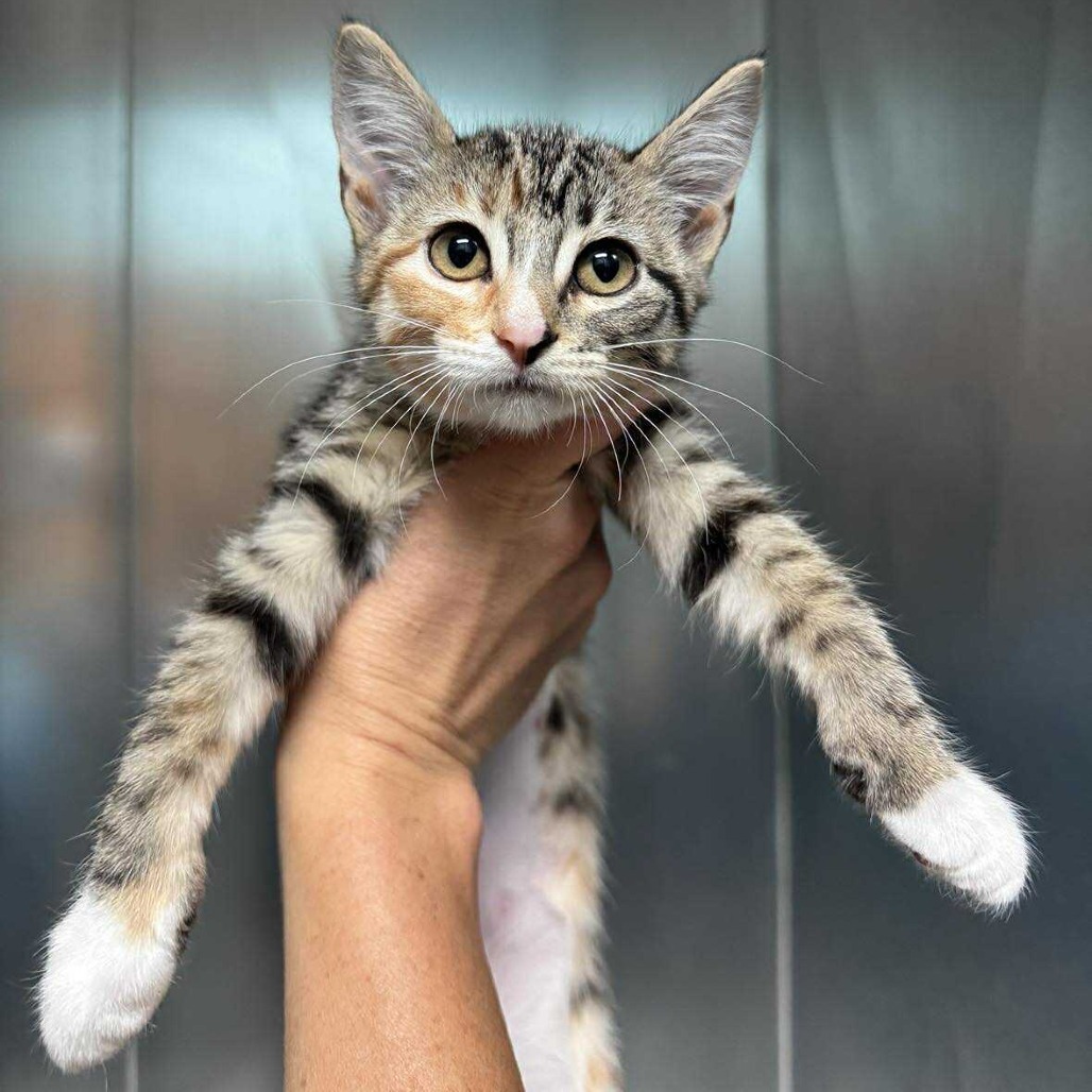 Butters/Socks (Grey Collar), an adoptable Domestic Short Hair in Bend, OR, 97702 | Photo Image 1