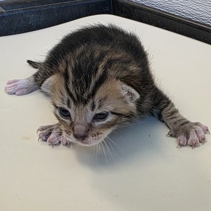 Butters/Socks (Grey Collar), an adoptable Domestic Short Hair in Bend, OR, 97702 | Photo Image 2